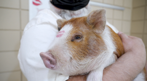 Centennial Middle School | Kiss the pig fundraiser